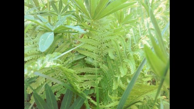 Посчитай мне, кукушка стихи Наталья Геут мелодия исполнение фото и видео Татьяна Талызина смотреть онлайн