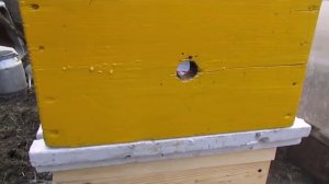 замена старой матки в семье пчел, на молодую, без предварительного отсадки, старой  плодной матки
