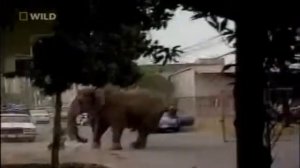 СЛОН напал на людей Это надо видеть 18+
