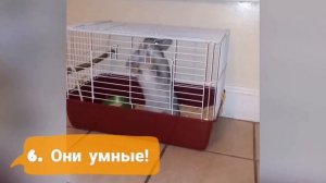 10 причин купить домашнего кролика! Декоративные кролики видео. Смешные животные