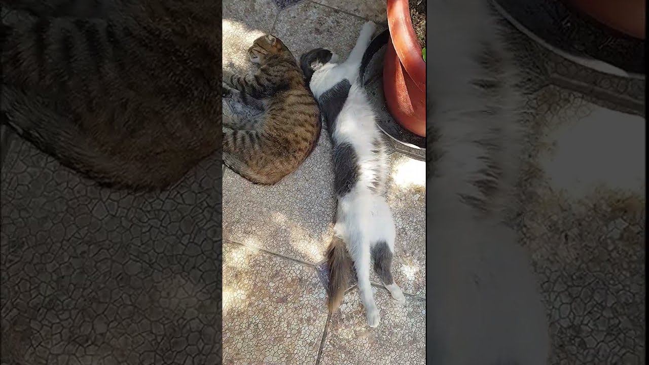 Мои Коты На Расслабоне смотреть онлайн