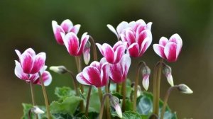 Правильный ПОЛИВ и ПОДКОРМКА Цикламена. Как и когда поливать Цикламен!