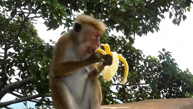 Шри-Ланка. Обезьянка съедает банан смотреть онлайн