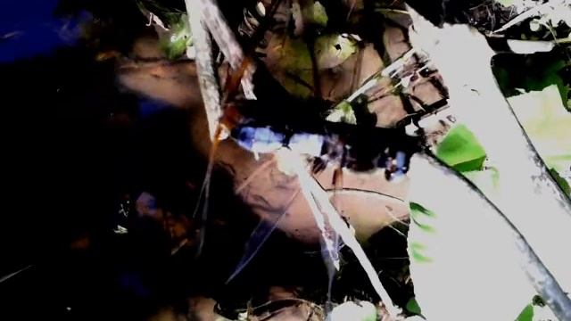 Спаривание плоской стрекозы смотреть онлайн