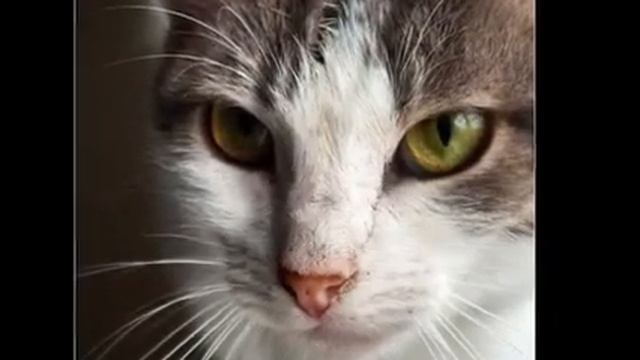 Коты Гостомельского приюта смотреть онлайн