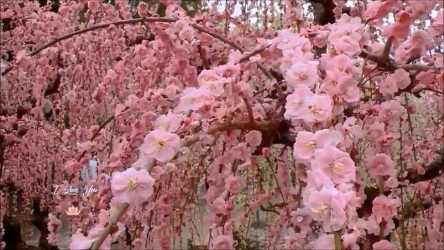 Ей говорили... - О.Ахметова А.Тюрин смотреть онлайн