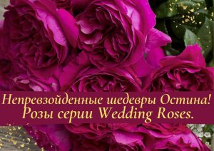 Непревзойденные шедевры Девида Остина. Розы серии Wedding Roses.