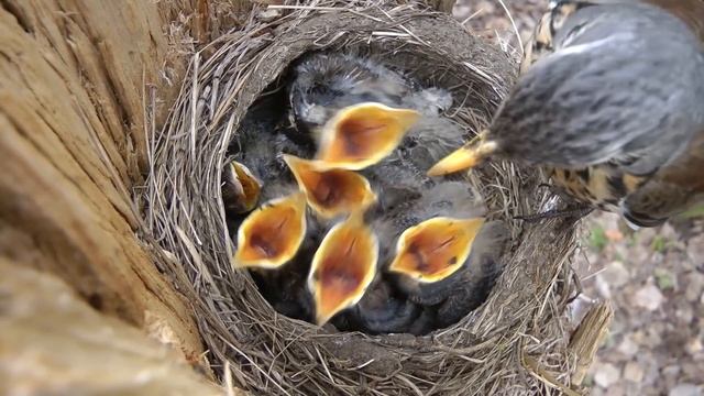 Птенцы дрозда рябинника в гнезде, Chicks of fieldfare in nest смотреть онлайн