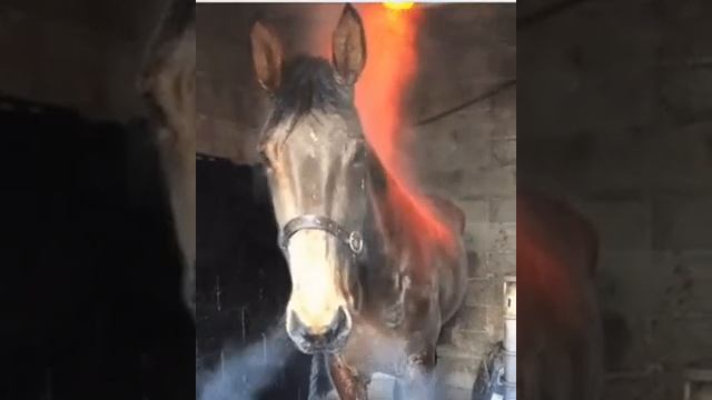 Моя лошадь в РДР2 онлайн. My horse in RDR2 online. смотреть онлайн