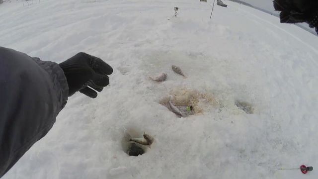 БЕЗМОТЫЛКА в ДЕЛЕ! МОТЫЛЬ НЕРВНО КУРИТ! смотреть онлайн