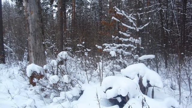 Зимний лес 2019 смотреть онлайн