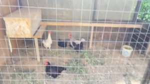 ЗАКОСИЛ ПАПА перед ГРОЗОЙ