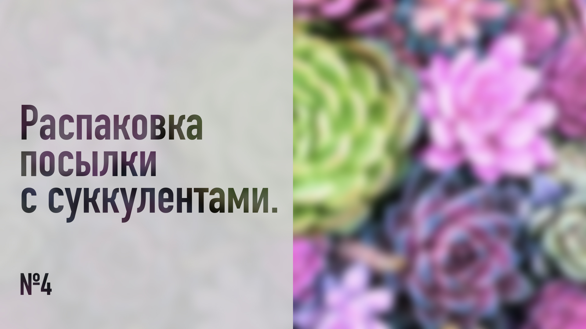 Распаковка посылки с суккулентами №4