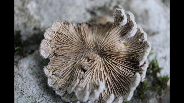 SPLITGILL смотреть онлайн