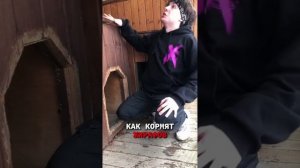 КАК КОРМЯТ ПОДПИСЧИКОВ? #shorts