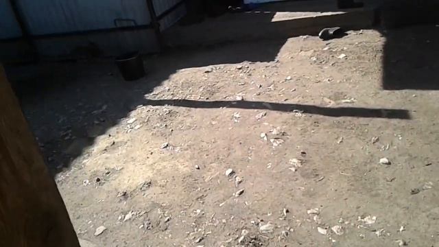 Кролики. Кормим кукурузой смотреть онлайн