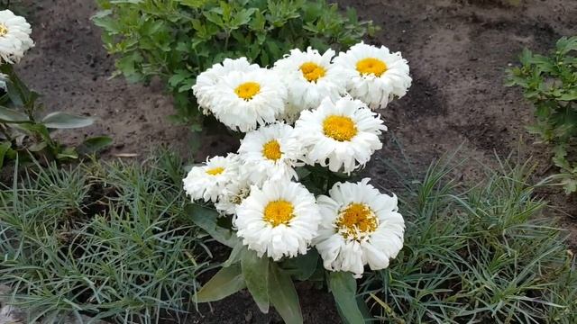 Ромашка Маракун или Майкерун . Macaroon . Нивянники . смотреть онлайн