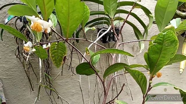 Tea (Camellia Sinensis) By Request. #tea #camellia #cha