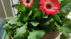 Уход за герберой в домашних условиях