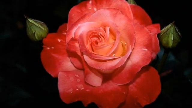 Поздравление с 8 Марта! смотреть онлайн