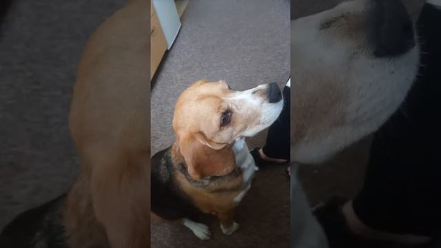 Бигль Чарли. Подарок на день рождения.