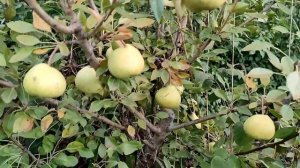 Обзор сортов груш. Часть 2.