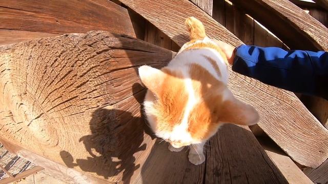 お寺で寝ていた野良猫を撫で撫でしたら降りて来てくれた смотреть онлайн
