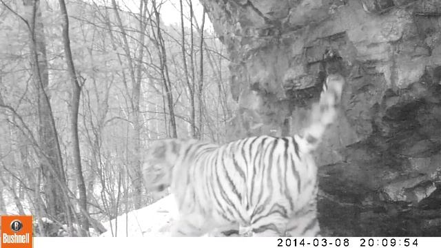 Тигрица Бакса смотреть онлайн