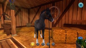 Как ухаживать за лошадью