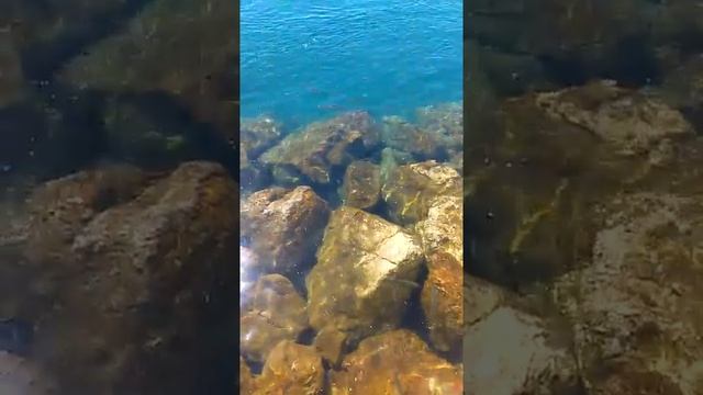 Атлантический океан Португалии подводный мир смотреть онлайн