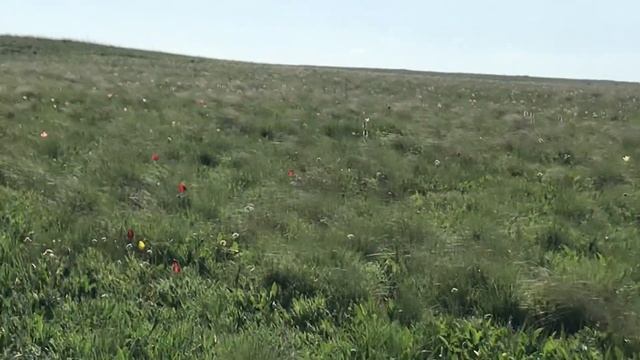 Красота, не наслушаешься как поют жаворонки ? ? ?❤️? (Актюбинская степь❤️) смотреть онлайн