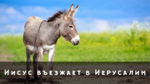 Иисус въезжает в Иерусалим...|МСЦ ЕХБ