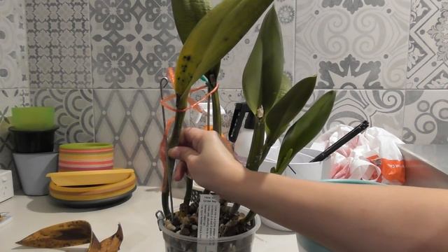 Managing a Cattleya with Rapidly Spreading Infection смотреть онлайн