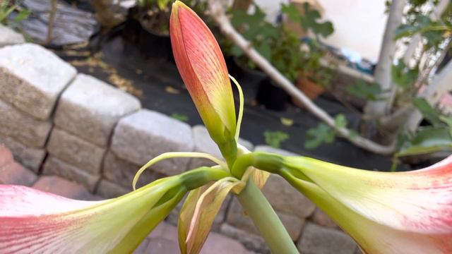 Apple Blossom Amaryllis in 2-Gallon Container смотреть онлайн