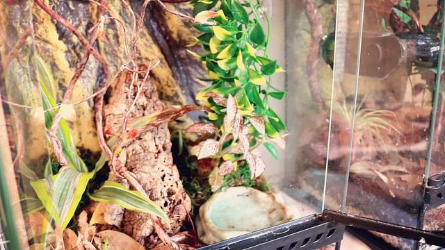 Green Tree Frog Tank Set Up And New Green Tree Frog!! смотреть онлайн