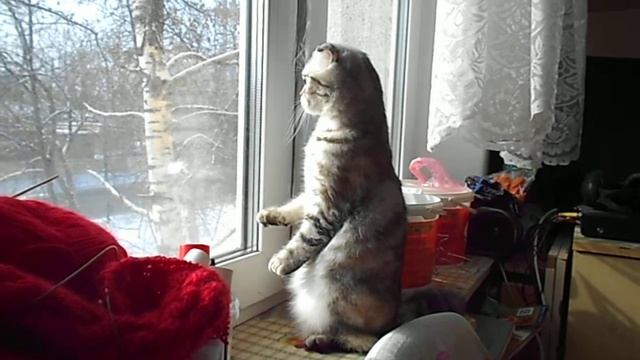 Кошка стоит на двух лапах смотреть онлайн