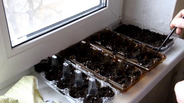 Посев семян на рассаду (часть 2) смотреть онлайн