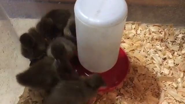 Khaki Campbell Duck Hatchlings Are The Best~ смотреть онлайн
