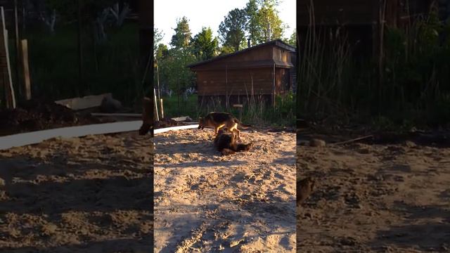 Kent and Boss смотреть онлайн