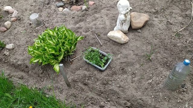 Хризантемы из семян. Высадка рассады в открытый грунт. смотреть онлайн