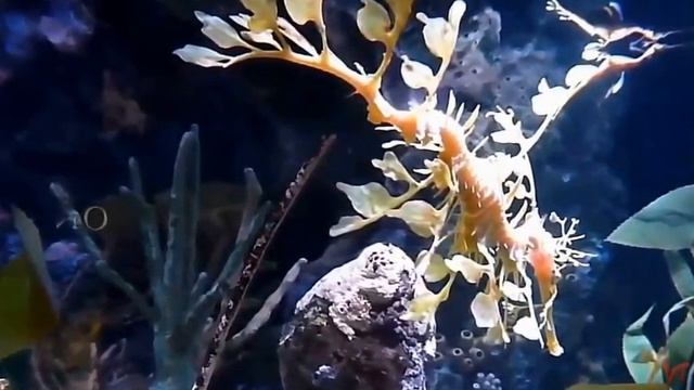 Лиственный морской дракон, или Морской пегас (Phycodurus eques) смотреть онлайн