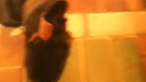 Собаки Таксы ругаются лают