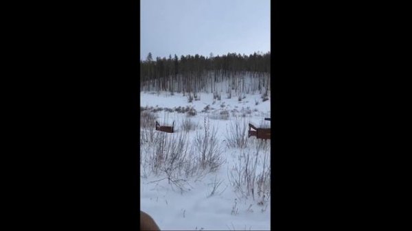 Стрельба По Тарелкам Через год Из Krieghoff K-80