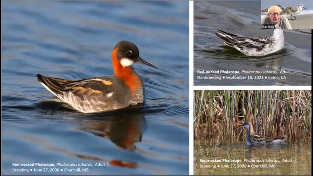 Bird Chat: Lower Hudson Valley Shorebirds: March 22, 2022 смотреть онлайн