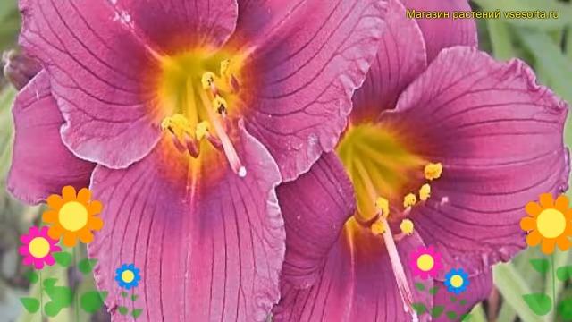 Лилейник гибридный Чикаго Джевел. Краткий обзор, описание характеристик hemerocallis Chicago jewel смотреть онлайн