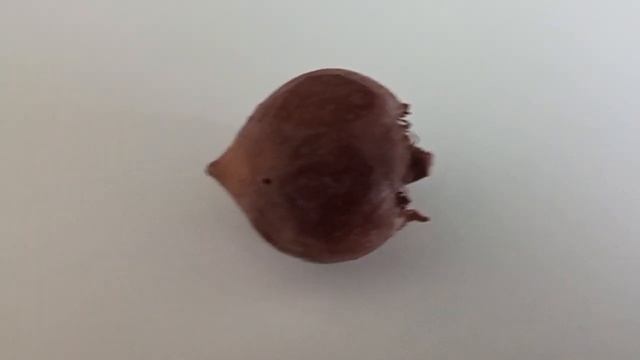 ЧТО ЗА ФРУКТ? МУШМУЛА ГЕРМАНСКАЯ. смотреть онлайн