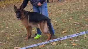 Де Орсе Мак Флай Иствуд - Воронеж моно ЮСС