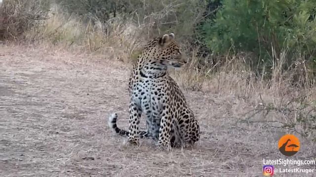 Leopard Teaches Cubs How to Cross the Road смотреть онлайн