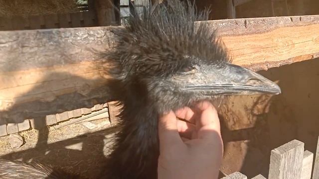 Страстная ферма. Страус добрый и не дерется. Веселое видео