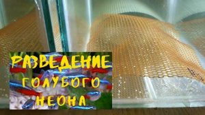 ГОЛУБОЙ НЕОН. ОПЯТЬ НЕРЕСТ